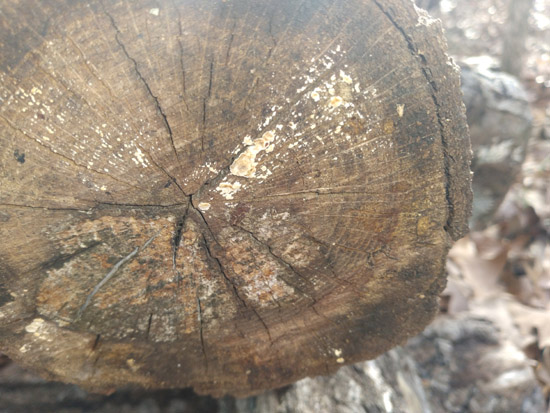 colonization-on-mushroom-log-end